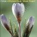 crocus chrysanthus Blue Pearl.jpg